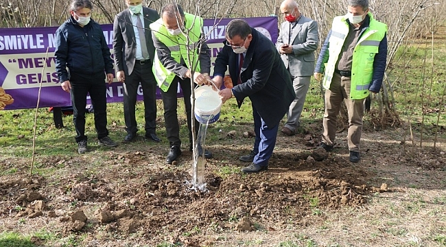Ordu'da her ilçeye ayrı meyve