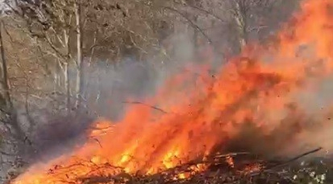 Ordu'da ormanlık alanda yangın
