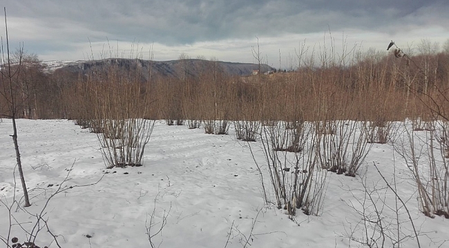 Ordu'daki kar yağışı, fındığın verimini arttıracak