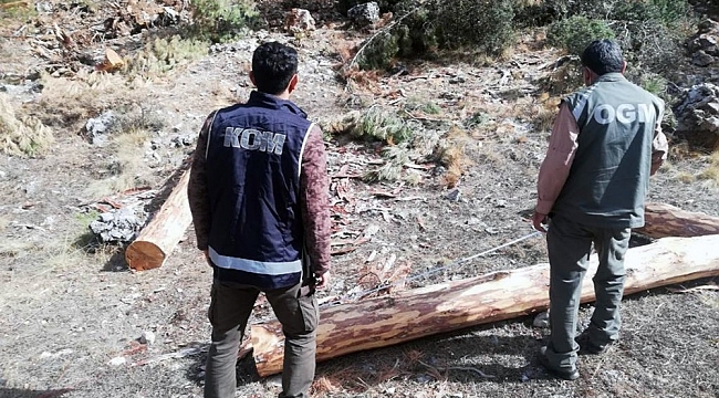 Orman'da 2 milyon liralık vurgun operasyonu