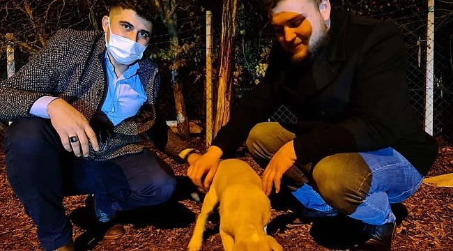 Osmancık'ta sokak hayvanları için kampanya başlatıldı