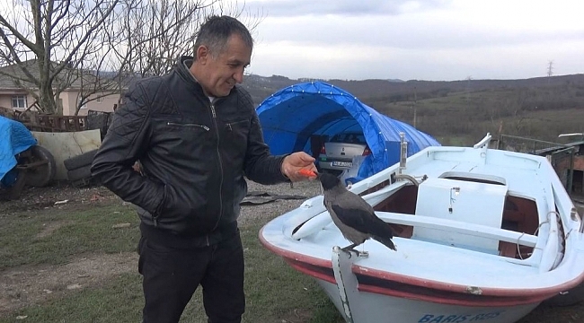 Otomobille gezen karga görenleri şaşırtıyor