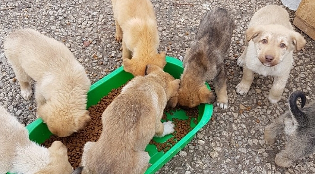Pursaklar Belediyesi sokak hayvanlarına sahip çıkıyor
