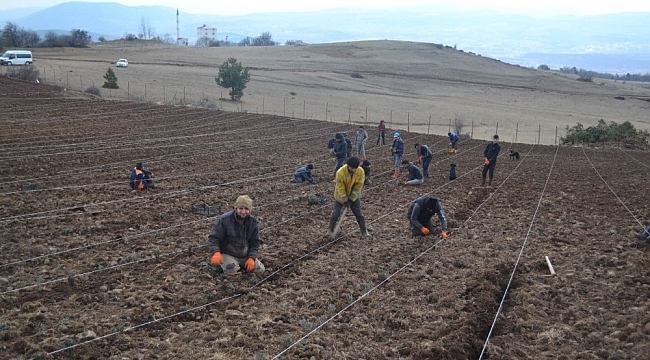 Reşadiye lavanta ile kalkınacak