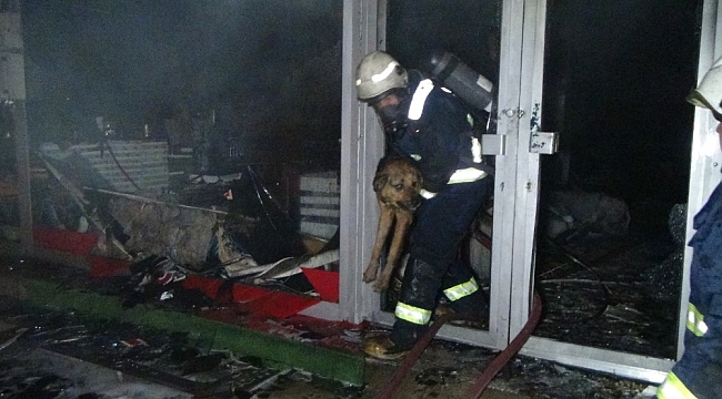 Sahibine ulaşmak için alevlerin arasına dalan köpek itfaiye ekipleri tarafından kurtarıldı