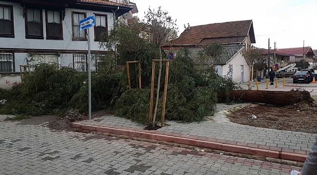 Sakarya'da şiddetli rüzgar ağacı devirdi, faciadan dönüldü