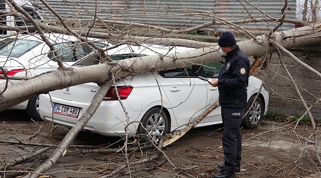 Samsun'da şiddetli rüzgarda kırılan ağaç otomobilin üzerine düştü