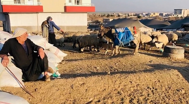 Şanlıurfa'da göçerler mera alanı bulamıyor