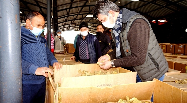 Sarıgöl'de tütün alımlarına başlandı