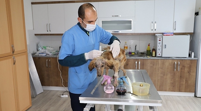 Seydikemer Belediyesi hasta köpeğe sahip çıktı