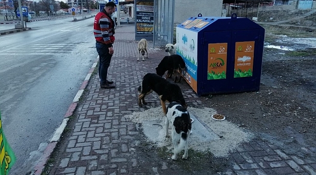 Seyitgazi Kaymakamlığı sokak hayvanları için yiyecek bıraktı