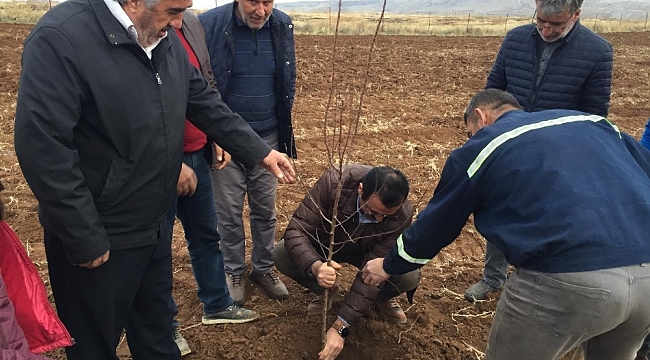 Siirt'te badem ve ceviz yetiştiriciliği yaygınlaştırılıyor