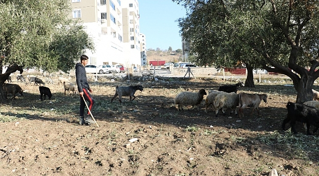 Sokağa çıkma kısıtlamalarında çobanlık yapıyor