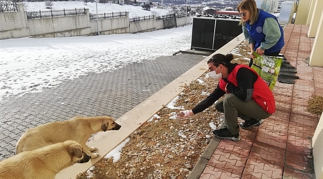 Sokak hayvanlarına yiyecek desteği