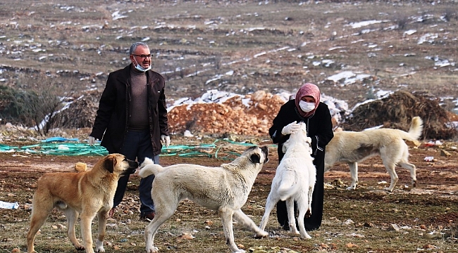 Sokak köpeği silahla vurularak öldürülmüş halde bulundu