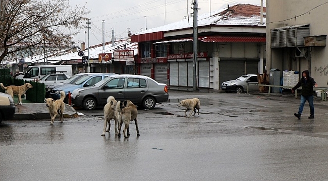 Sokaklar hayvanlara kaldı