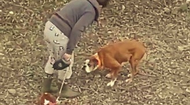 Sopayla köpeklerini döven kadına, 'mala zarar verme' suçundan işlem yapıldı