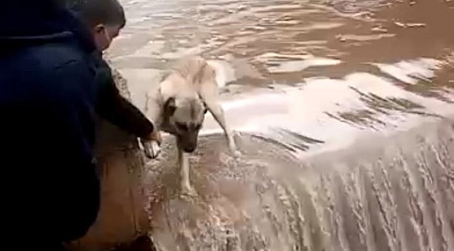Su bendinde mahsur kalan köpeği canları pahasına kurtardılar