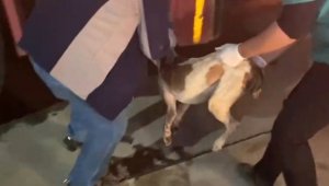 Sulama kanalına düşen köpeği itfaiye ekipleri kurtardı