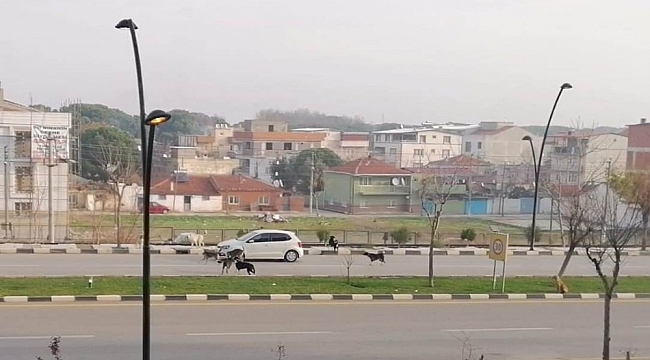 Sürücülerin sokak köpekleriyle imtihanı