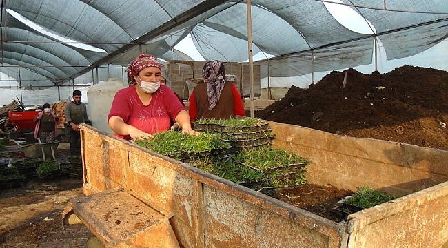 Susuzluğa dayanıklı hazır çim büyük rağbet görüyor, metrekaresi 20 liradan satılıyor
