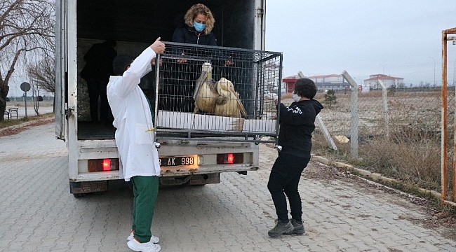Tedavisi ve rehabilitasyonu tamamlanan 9 yaban hayvanı Ormanya Doğal Yaşam Parkına yolcu edildi