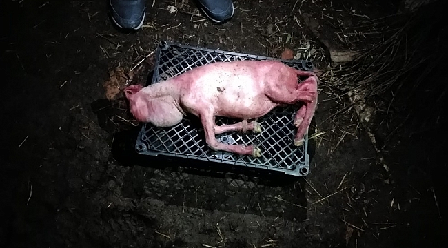 Tekirdağ'da şaşkınlık veren ikiz kuzular...Biri tüysüz ve yüz kısmı gelişmeden doğdu