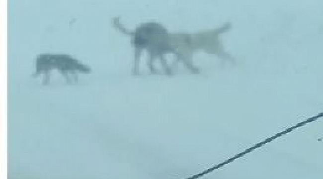 Tilki kaçtı köpekler kovaladı