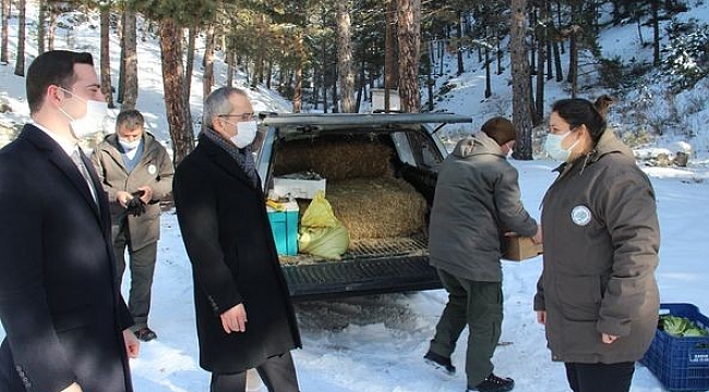 Tosya'da yaban hayvanları için doğaya yem bırakıldı