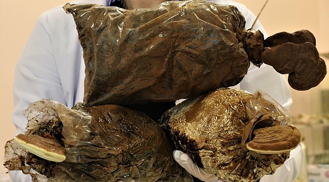 Türkiye'de üretilen reishi mantarı ithâl edilenden 8 kat daha etkili