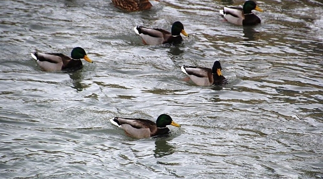 Yaban ördekleri Çoruh Nehri'ni mesken tuttu