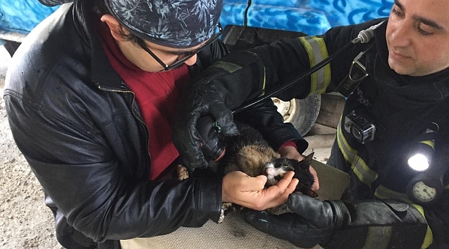 Yangında boğulmak üzere olan kedi oksijenle hayata döndü