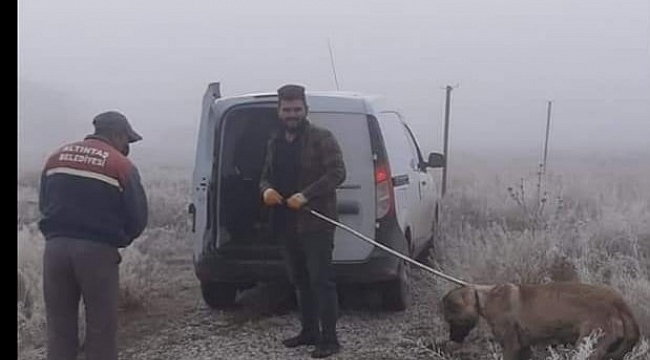 Yaralı köpek için seferber oldular