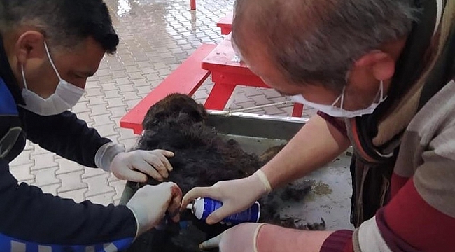 Yaralı köpek tedavi edilerek koruma altına alındı