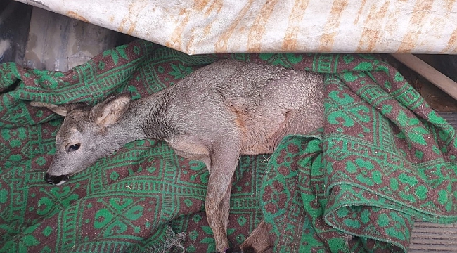 Yaralı yavru karaca tedavi altına alındı