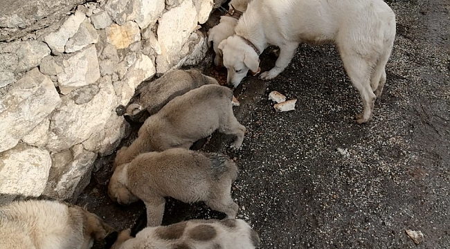 Yardım çağrısına duyarsız kalmadı