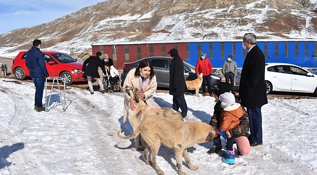 Yemek artıkları ziyan olmuyor, sokak hayvanlarının karnını doyuruyor