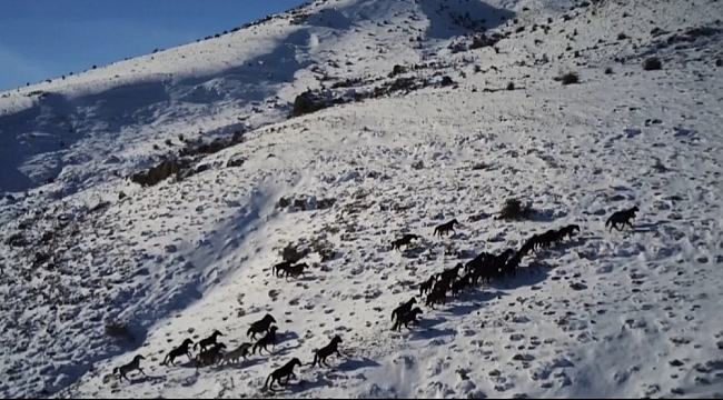 Yılkı atları drone ile görüntülendi