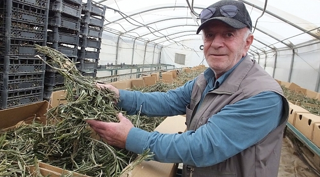 Zeytin yaprağının korona virüse iyi geldiğini iddia etti