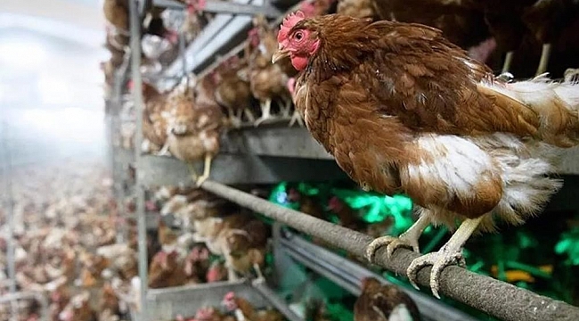 1,9 Milyon kanatlı hayvan sevkiyatı yapıldı