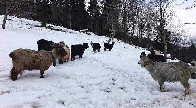 20 bin küçükbaş hayvan aşılanacak
