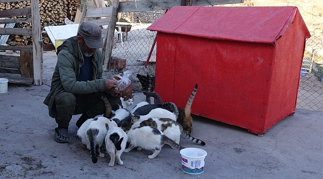 22 yıl önce bir kedi sahiplendi, şimdi 30'dan fazla kedisi oldu