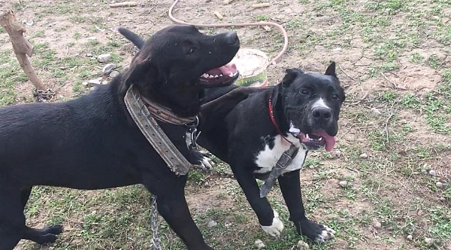 800 tavuğa bekçilik eden köpeğini dere kenarında silahla vurulmuş halde buldu