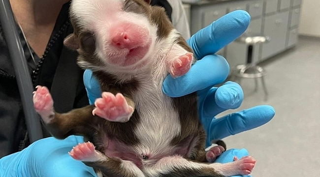 ABD'de bir köpek 6 ayaklı ve iki kuyruklu doğdu