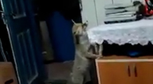 Aç kalınca köye dadanan tilki evlere kadar girip, ikram edilen yiyecekleri yiyor