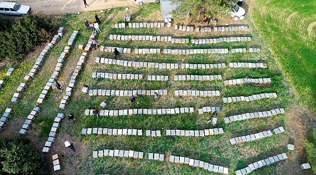 Adana'da milyonlarca arı telef oldu