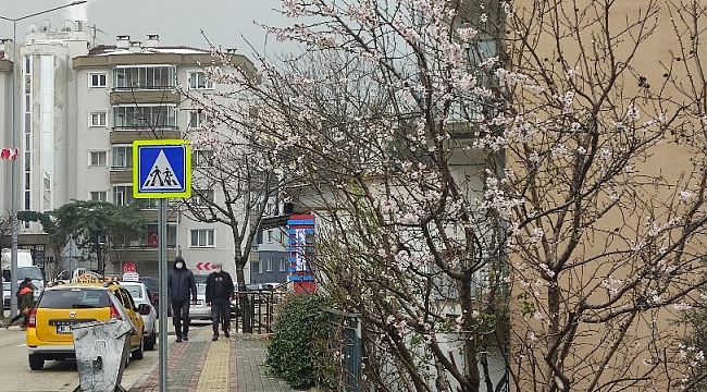 Ağaçlar yalancı bahara aldandı çiçek açtı