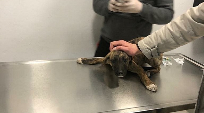 Aracın ezdiği köpeğe belediye sahip çıktı