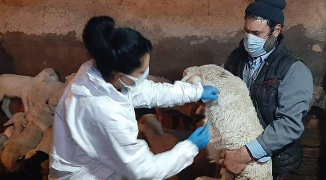 Aslanapa'da küçükbaş hayvanlar aşılanıyor