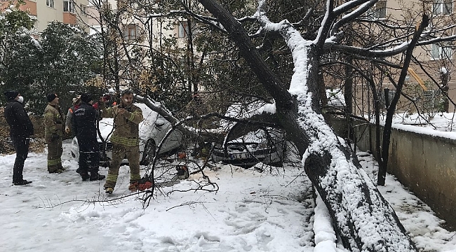 Ataşehir'de 30 yıllık tesbih ağacı park halindeki otomobillerin üzerine devrildi